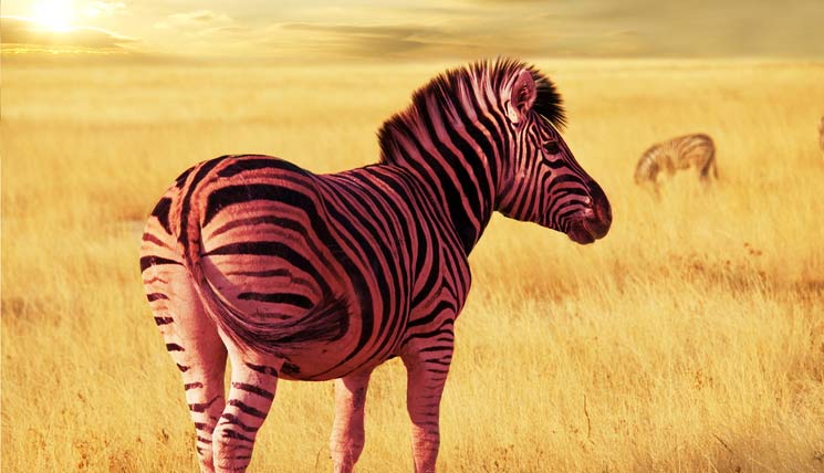  Pink zebra background - trendy wallpapers with a animal print twist